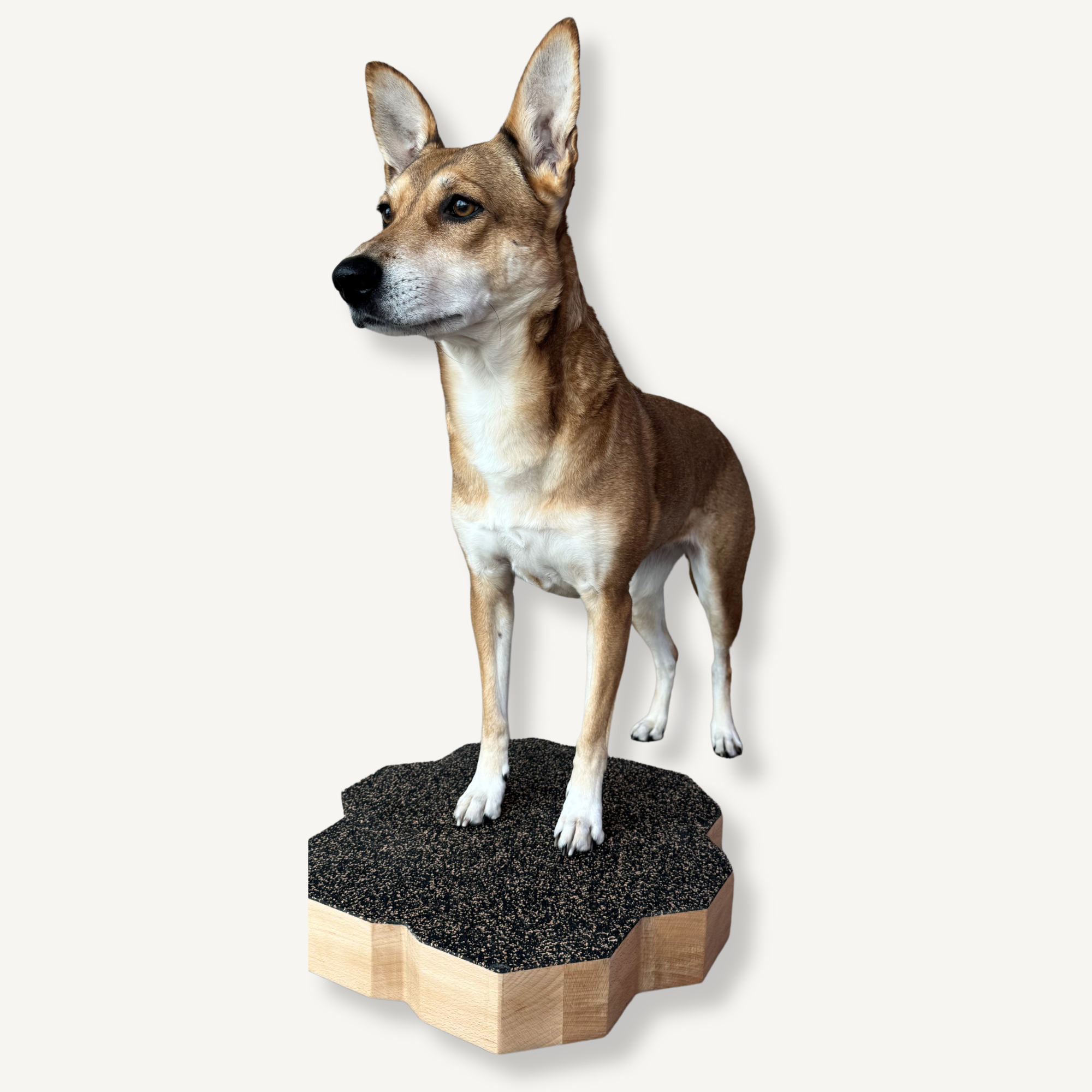VETBASE. ORIGINAL – Stabile Trainingsplattform für Hunde