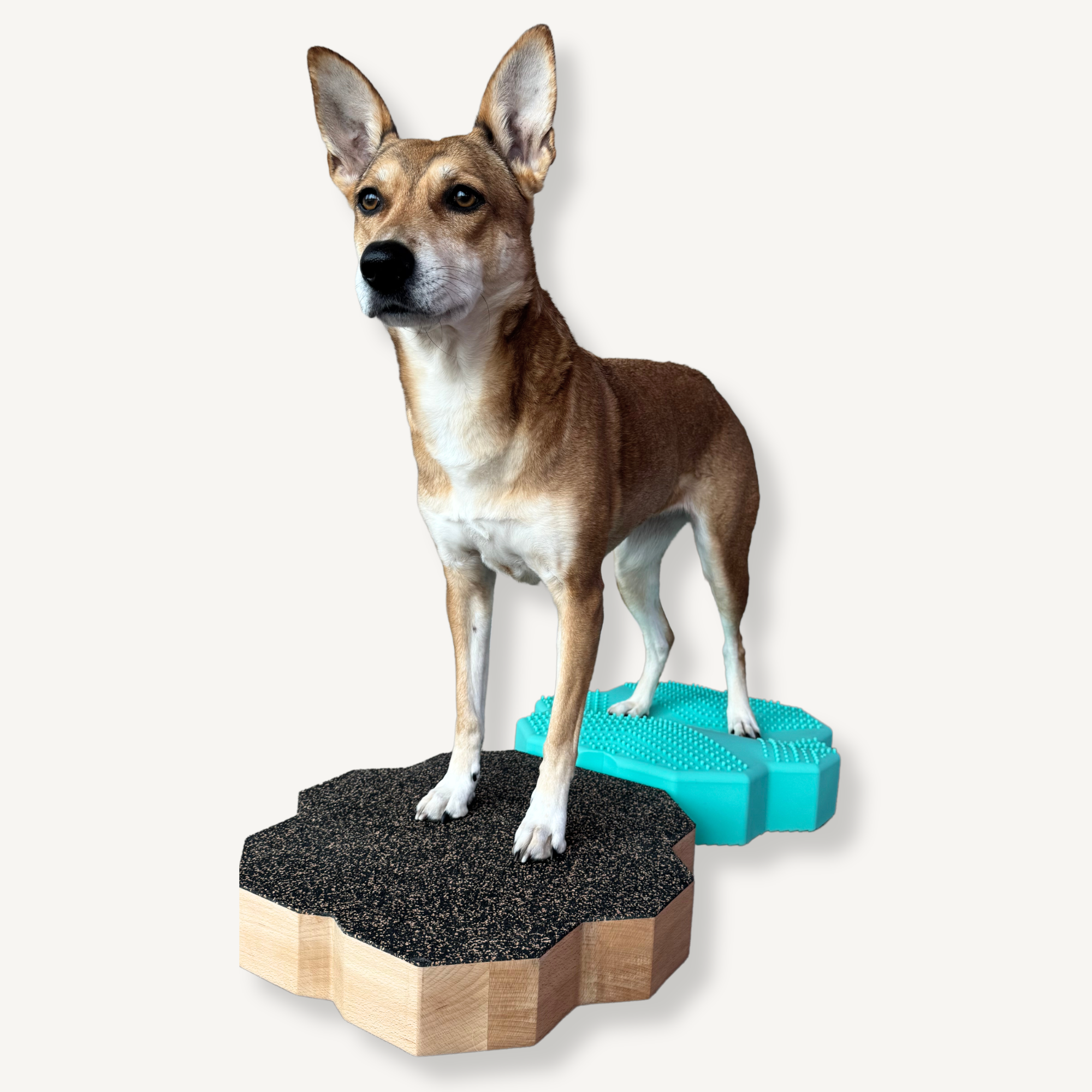 VETBASE. ORIGINAL – Stabile Trainingsplattform für Hunde