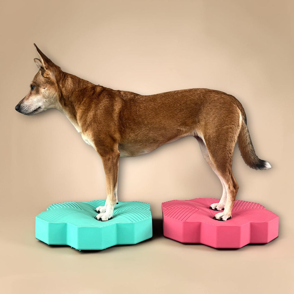 vetdogfit BALANCE DUO ORIGINAL