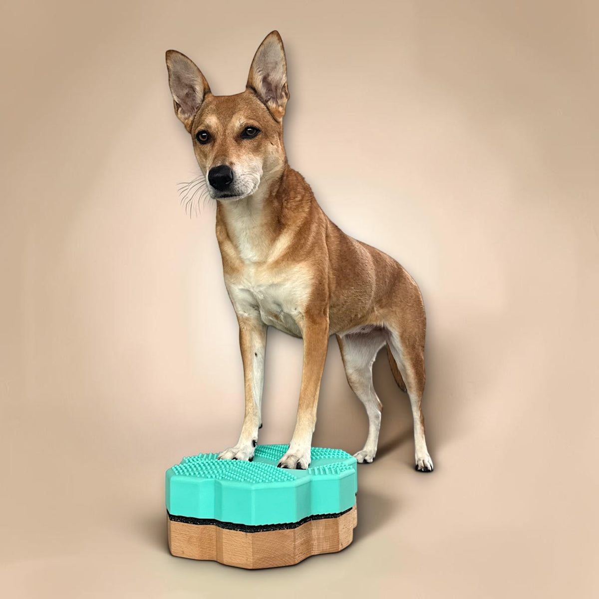 vetdogfit COMBI petite