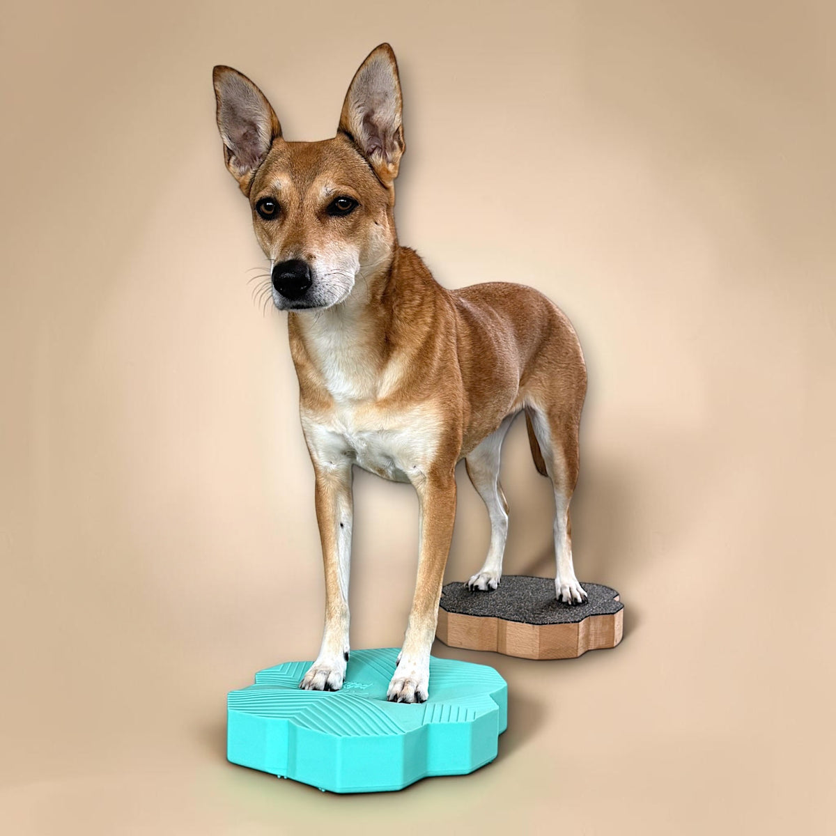 vetdogfit COMBI petite