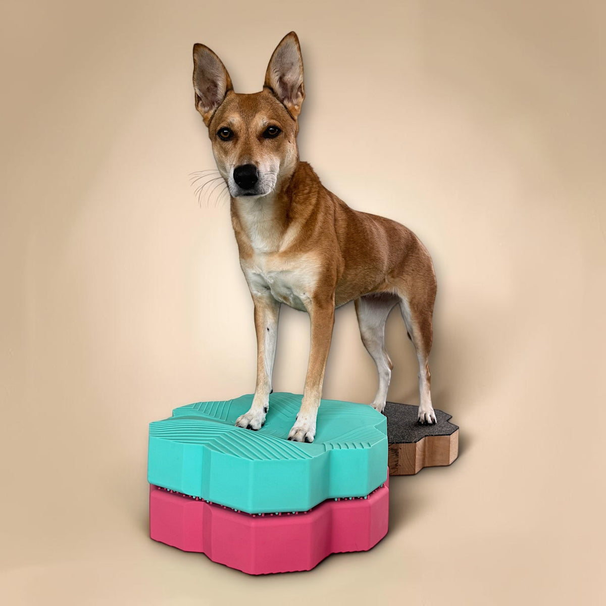 vetdogfit PROGRESS ORIGINAL