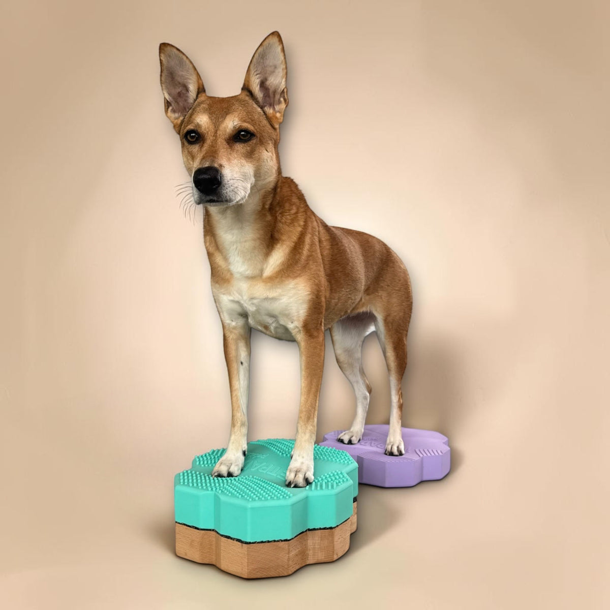 vetdogfit PROGRESS petite