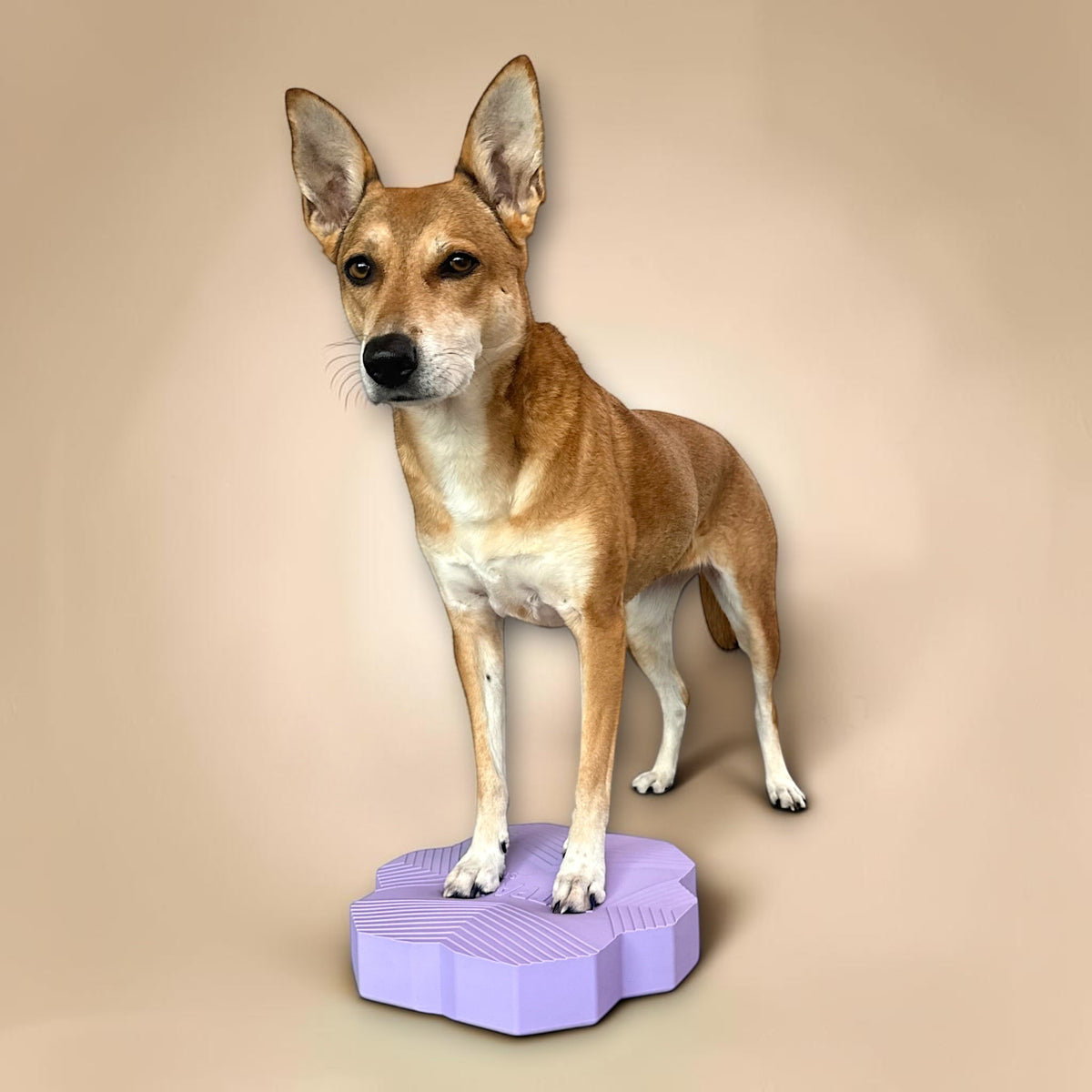 VETPAD. STABLE - Balance Pad für Hunde