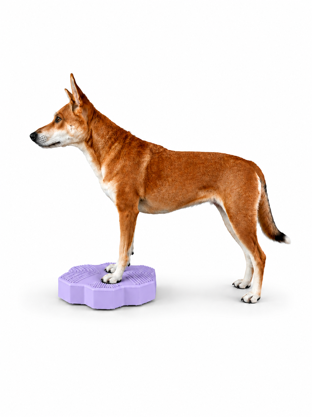 VETPAD. STABLE - Balance Pad für Hunde