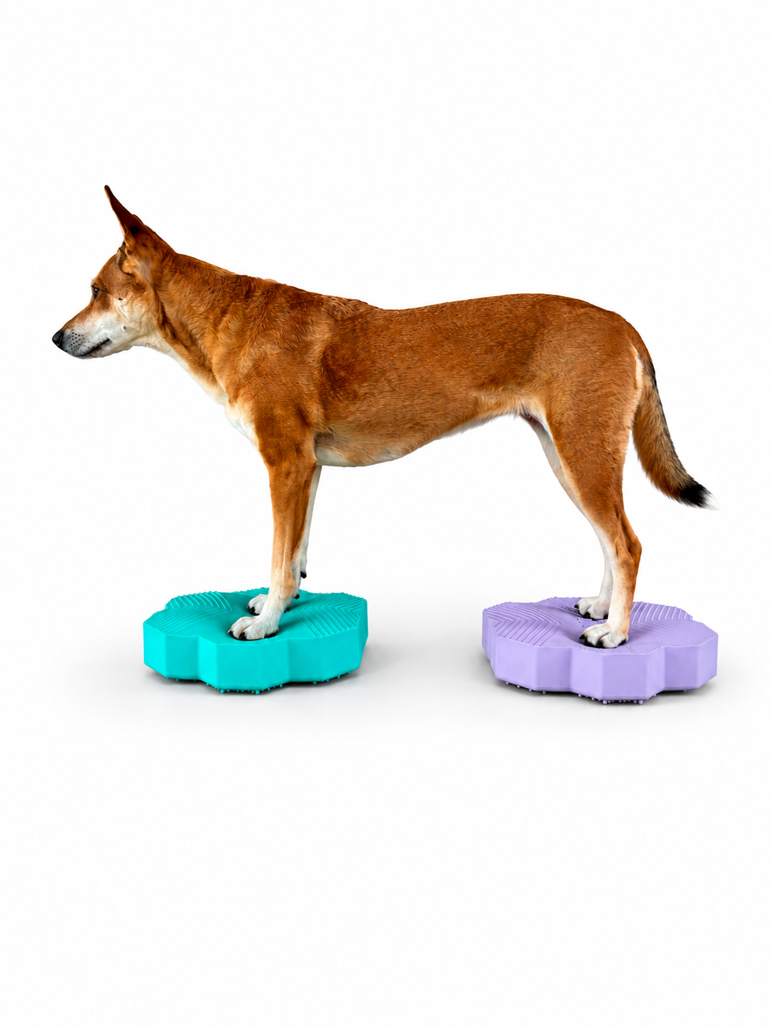 VETPAD. STABLE - Balance Pad für Hunde