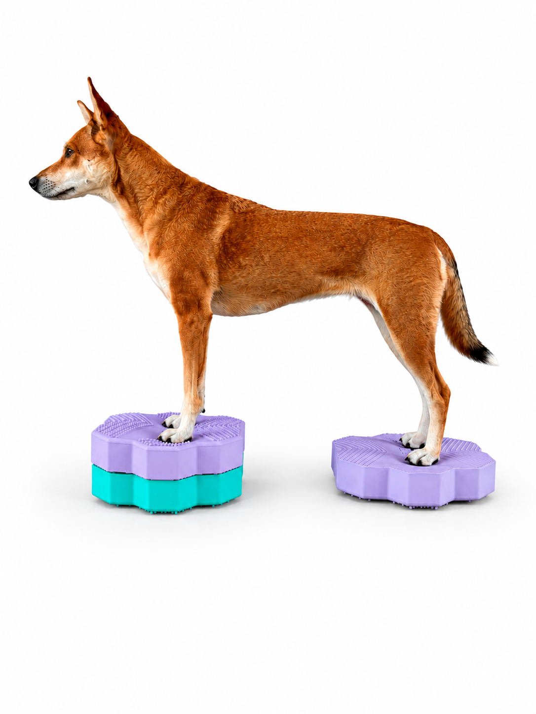 VETPAD. STABLE - Balance Pad für Hunde