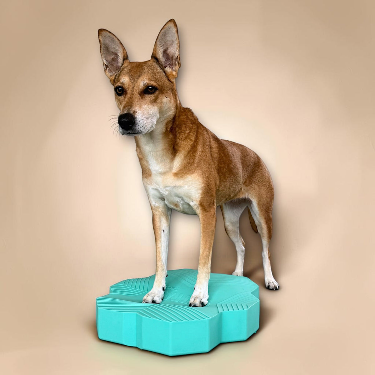 VETPAD. ORIGINAL - Balance Pad für Hunde
