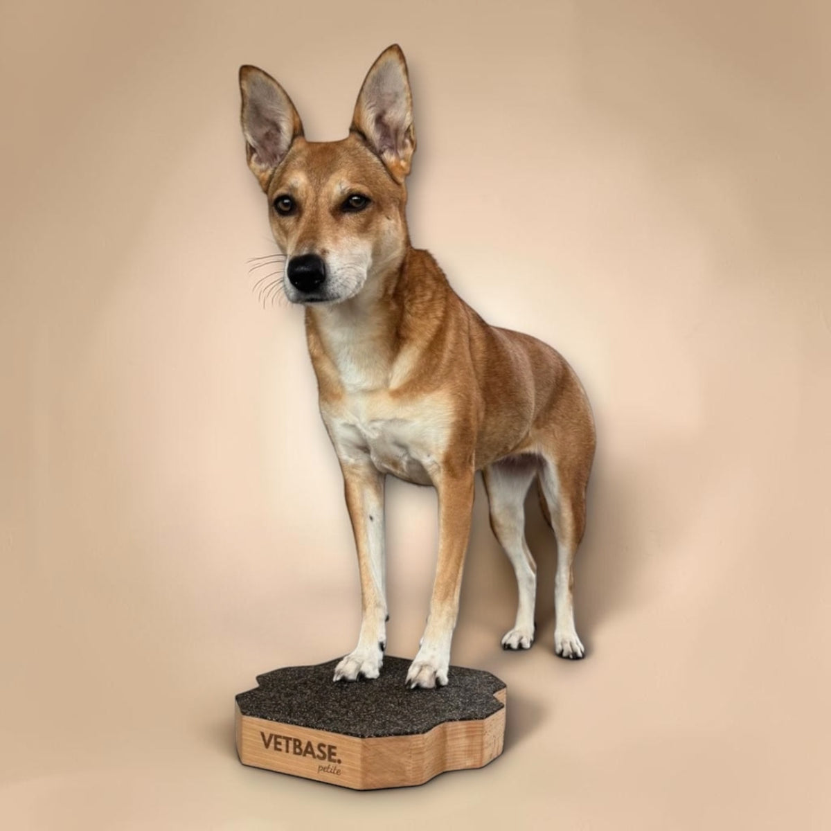 VETBASE. petite - Stabile Plattform für Hunde
